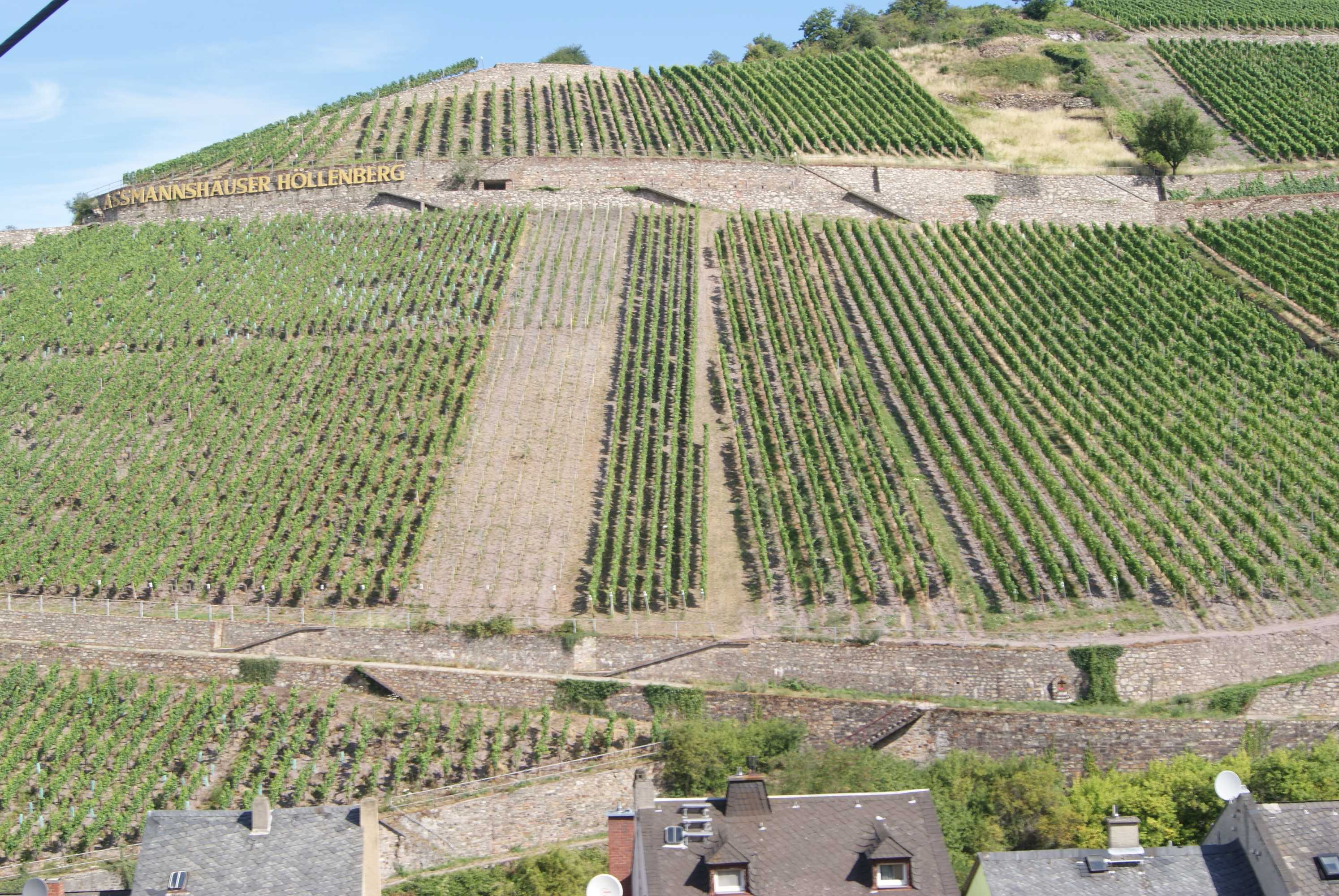Assmannhauser Hollenberg, Rheingau